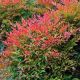 Nandina domestica Gulf Stream