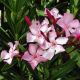 Nerium oleander