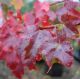 Acer rubrum October Glory