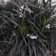 Ophiopogon plan. Nigrescens