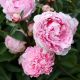 Paeonia lactiflora Sarah Bernhardt