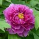 Paeonia Suffruticosa 'Ling hua zhan lu'