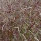 panicum virgatum squaw