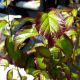 Parrotia persica