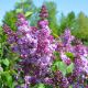 Syringa vulgaris