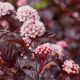 Physocarpus opulus Red Baron  