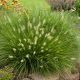 Pennisetum alopecuroides Little Bunny