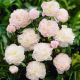 Paeonia Lactiflora Shirley Temple