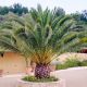 phoenix canariensis