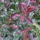 Photinia x fraseri Pink Marble