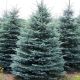 Picea glauca Conica