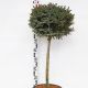 Picea omorica Nana