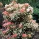 Pieris japonica Flaming Silver