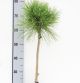 Pinus Pillnitz