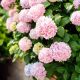 Hydrangea macrophylla Pretty Pink