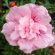 Hibiscus syriacus Pink Chiffon