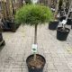 Pinus densiflora Jane Kluis