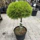 Pinus densiflora Low Glow