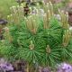 Pinus densiflora 'Low Glow'