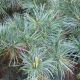 Pinus parviflora Tempelhof