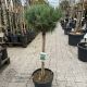Pinus sylv. Watereri