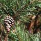 Pinus Sylvestris