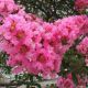 Lagerstroemia indica Rosea