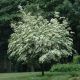 Cornus elliptica Empress of China
