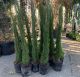 Cupressus sempervirens Pyramidalis