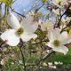 Cornus Rainbow