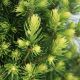 Picea glauca Rainbow's End