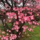 Cornus Red Sunset
