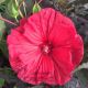 Hibiscus moscheutos 'Carousel Red Wine'