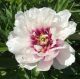 Paeonia Itoh 'Raggedy Ann'