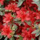 rhododendron hot shot variegata