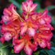 rhododendron scyphocalix