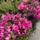 Rhododendron Grazeasy