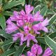 rhododendron varieagatum