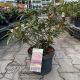 rhododendron graziella