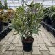 rhododendron varieagatum