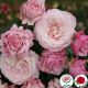 Rosenfaszination (Rosen Fascinacion ®)
