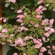 Schizophragma hyd. Roseum