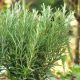 rosmarinus officinalis