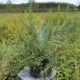 rosmarinus officinalis boule