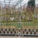 Salix