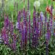 salvia nemorose caradonna