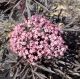 Sambucus nigra Cherry Lace