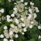 Schizophragma hydrangeoides var. concolor Moonlight