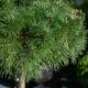 pinus densiflora benelux sten