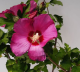 Hibiscus syriacus  mix • C 2 l  •  40-60 cm 